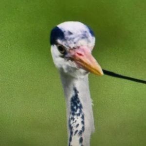 Meet your Posher, Blake